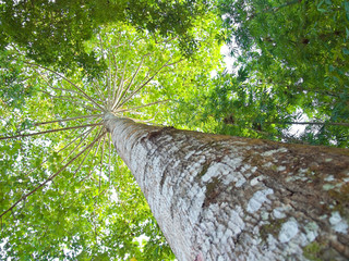 Fototapeta premium Tree branch