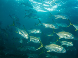 Fototapeta premium Crevalle Jacks