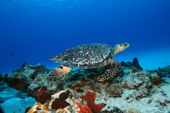 Hawksbill Turtle Swimming - Cozumel Mexico