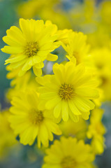 黄色い菊の花