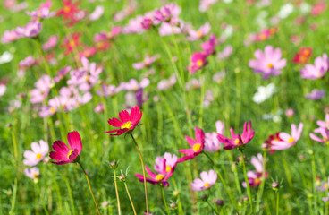 Obraz premium Cosmos Flowers