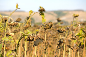 Sunflower field