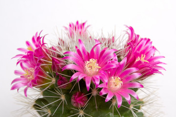 Blooming cactus