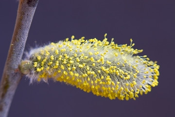 Catkin willow