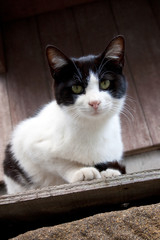 Fototapeta na wymiar 黒白猫