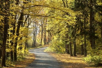 Road through the autumn forest on a sunny morning
