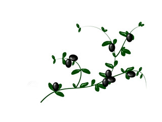 Olivenzweig Freisteller Vector