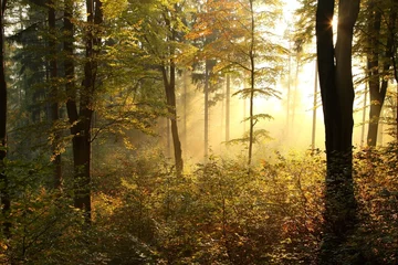 Fototapeten Malerischer Herbstwald mit Hintergrundbeleuchtung von der aufgehenden Sonne © Aniszewski