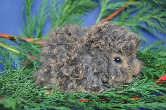 Cochon d'Inde Lunkarya agouti citron b&eacute;b&eacute;
