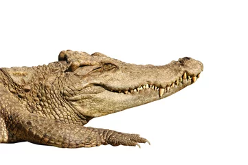 Foto op Plexiglas crocodile isolated © anankkml