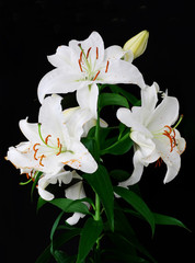Branch with white lilies
