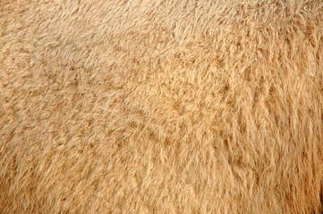 real camel skin