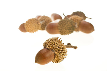 acorn