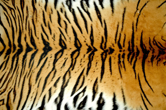 real tiger skin
