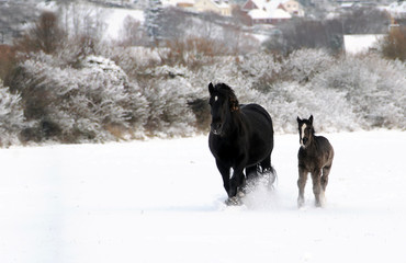 Beautiful mother and young horse galloping in the snow