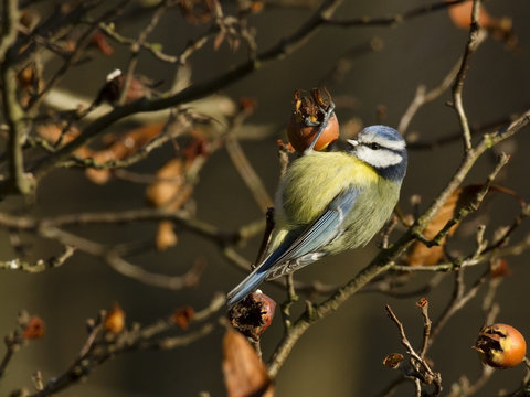Cyanistes caeruleus - M&eacute;sange bleue - Blue Tit