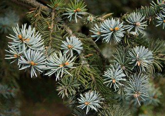 Blue spruce. Spruce branches.