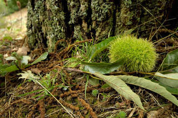 Chestnuts on the ground