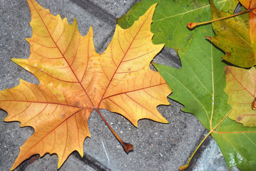 HOJAS CAÍDAS EN EL SUELO. OTOÑO