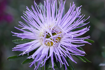 Aster. Light lilac.