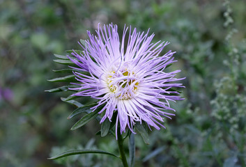 Aster. Light lilac.