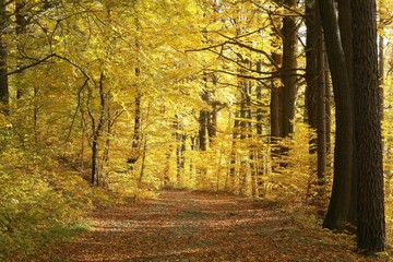 Lane leading through the autumn woods on a sunny afternoon