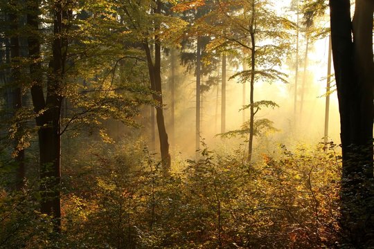 Fototapeta Picturesque autumnal forest backlit by the rising sun
