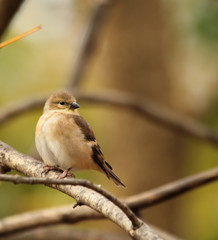 American Goldfinch, Carduelis tristis