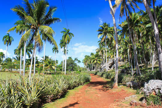 Green palm forest, beautiful  landscape in Baracoa