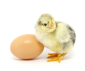 Chicken and egg