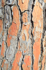 Obraz premium pine tree bark