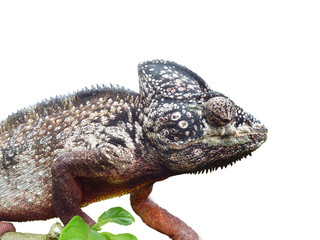 chamaeleon
