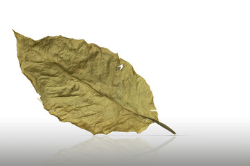 dry leaf