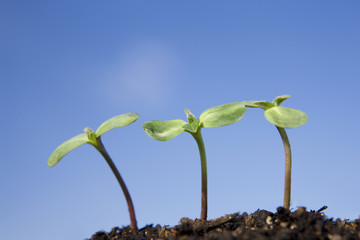 青空とヒマワリの新芽