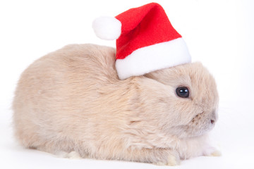 brown rabbit in santa hat, isolated