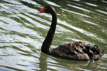 Cygne noir