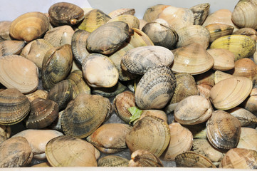 clams