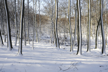 Beech forest after a snow storm, Scania Sweden