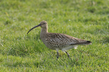 Curlew feeding on Vomb wetlands, Scania Sweden