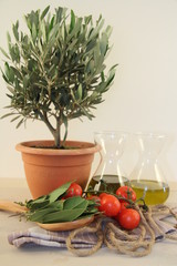 olivo e olio