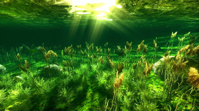Underwater paradise