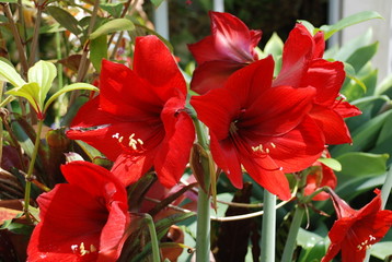 USA, Miami, jardin botanique, palmier, arbre, fleur