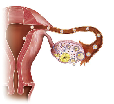 Dertalle de un utero