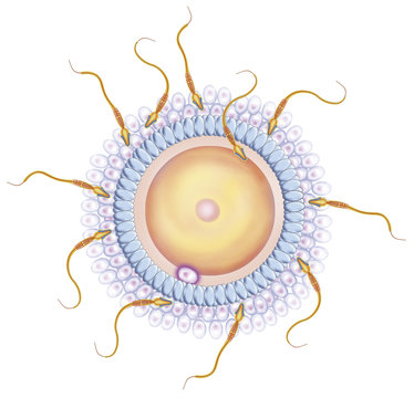 Ovulo fertilizado