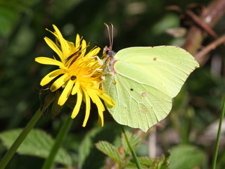 brimstone butterfly