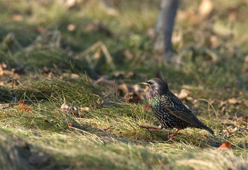 Sturnus vulgaris - Etourneau sansonnet - Common Starling