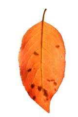 Herbstblatt