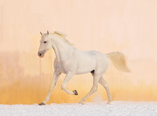 Obraz na płótnie Canvas biały koń na tle zimowego