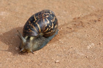 Giant Snail