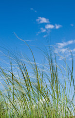 Feather grass against the sky